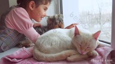 女孩的孩子和宠物猫和狗看着窗外，那只猫睡觉宠物
